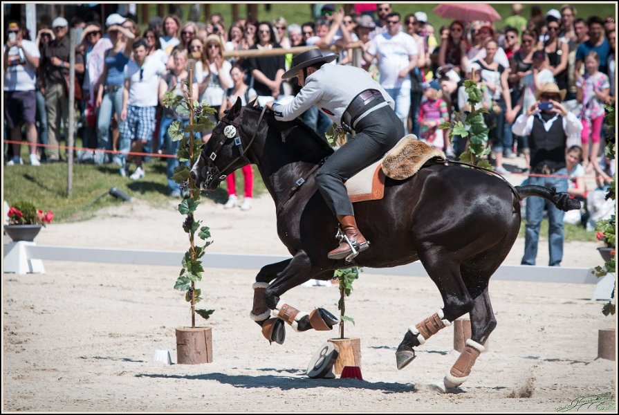 Pferd International 098